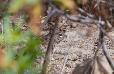 squirrel in the brush close up