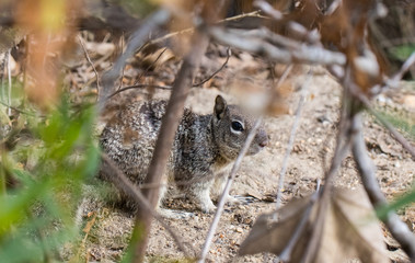 squirrel hiding in the brush close up