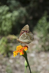 Butterfly (Argynnis pandora) on a flower