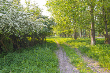 Trees and wild flowers in a field in sunlight in spring
