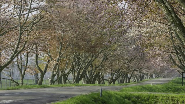 桜並木