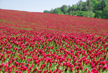 Fototapeta premium A meadow full of Italian clover (Trifolium incarnatum) plants