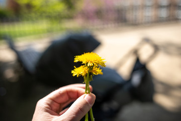 Gelbe Pusteblume, Löwenzahn in einer Hand haltend. Hintergrund mit Kinderwagen