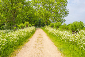 Obraz premium Drzewa i dzikie kwiaty na polu w słońcu wiosną