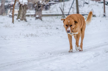 free yellow dog in the snow 