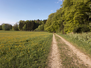 Ein Wanderweg entlang von Wiesen und am Waldrand entlang.
