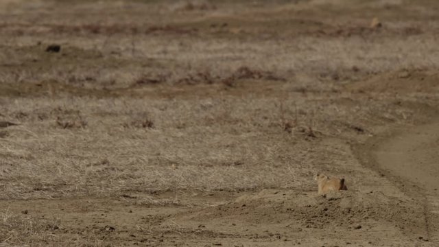 Prairie dog on burrow wagging tail