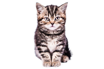 gray Scottish Straight kitten. funny playful cat kitten isolated on white background. cute pet