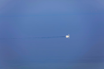 Single white swan on the blue calm sea, the blue sky has almost the same color
