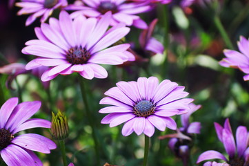 Hübsche lila Margeriten in der Natur
