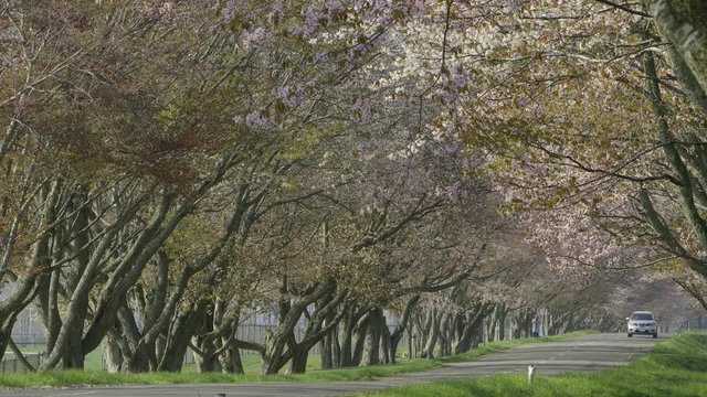 桜並木