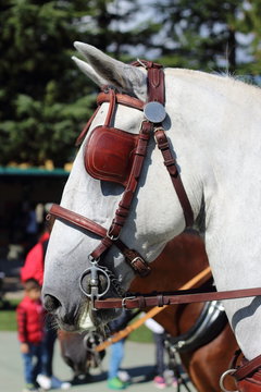 cavallo bianco con paraocchi finimenti da carrozza