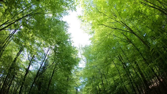 Laubwald, Buchen, Naturerlebnis, Schwenk, Panorama, Gimbal, Natur in Bewegung, Spessart, 4K