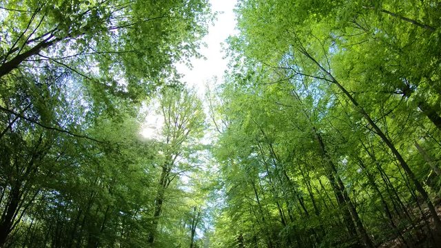 Laubwald, Buchen, Naturerlebnis, Schwenk, Panorama, Gimbal, Natur in Bewegung, Spessart, 4K