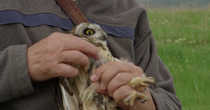 Biologist holding short eared owl shows brood patch