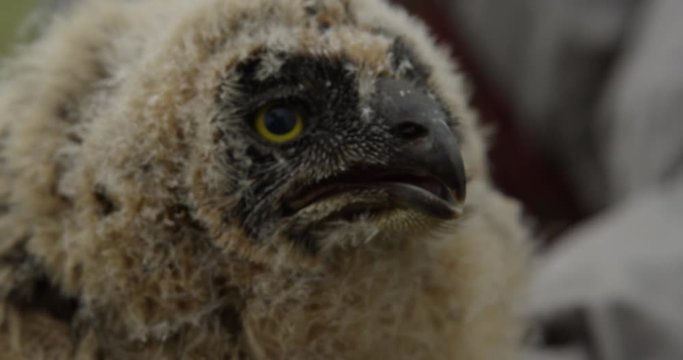 Close short eared baby owlet then replaced safely in nest