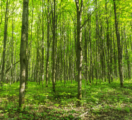 Forest scenery on a sunny spring summer day with grass alive trees and  green leaves at branches at a park botanical outdoor image