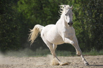 Obraz na płótnie Canvas Weißes Araber Pferd frei laufend