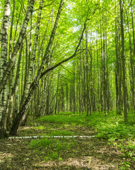 Forest pathway scenery on a sunny spring summer day with grass alive trees and  green leaves at branches at a park botanical outdoor image