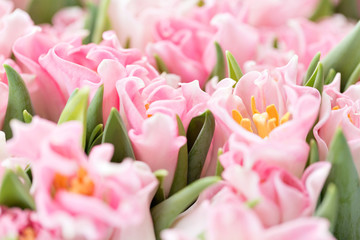 Tulips of pink color. Big buds. Floral natural backdrop. Unusual flowers, unlike the others. Shallow focus. Wallpaper, Horizontal photo