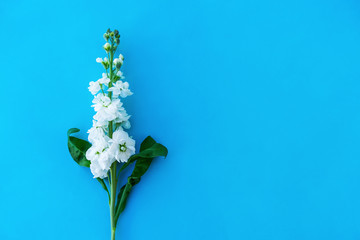 Beautiful spring white Delphinium floral blue color background with copy space. Top view. Objects on a simple background