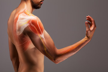 Man with extended arm. Illustrated representation of the tendon, scapula and nerves of the human...