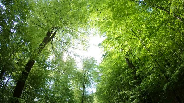 Laubwald, Buchen, Naturerlebnis, Schwenk, Panorama, Gimbal, Natur in Bewegung, Spessart, 4K