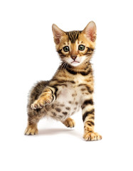 kitten looking at white background