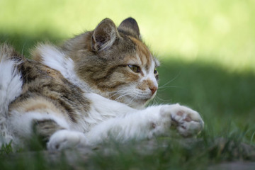 Little puppy with a little tabby kitten
