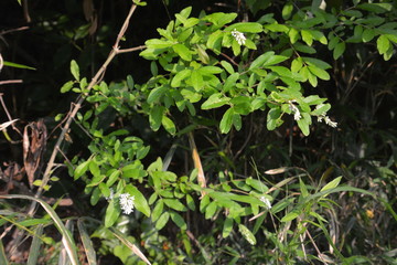 Privet (Ilgustrum) flowers