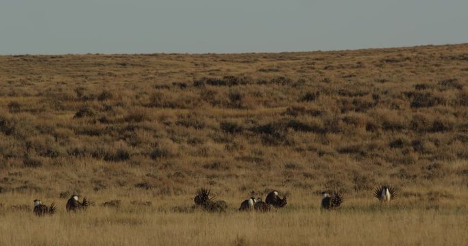 Tight on small group of sage grouse plopping neck sacks