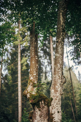 beautiful trees with moss on bark in woods. tree stem with little pine growing branches in sunny forest. environmental protection. fresh beauty, nature wallpaper. flora in mountains