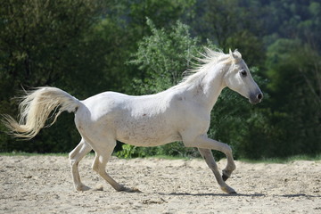 Weßes Araber Pferd frei laufend von rechts