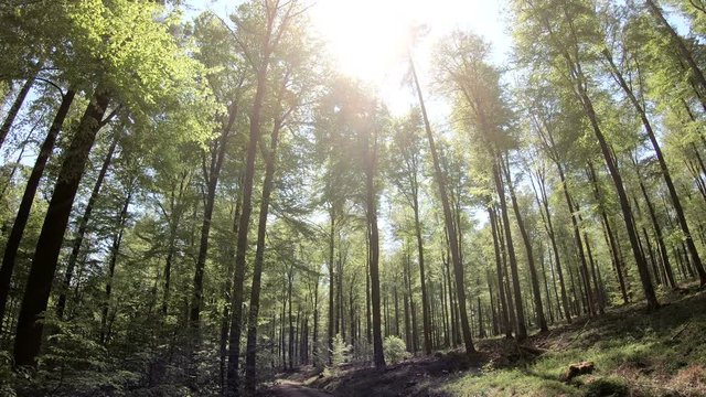 Laubwald, Buchen, Naturerlebnis, Schwenk, Panorama, Gimbal, Natur in Bewegung, Spessart, 4K