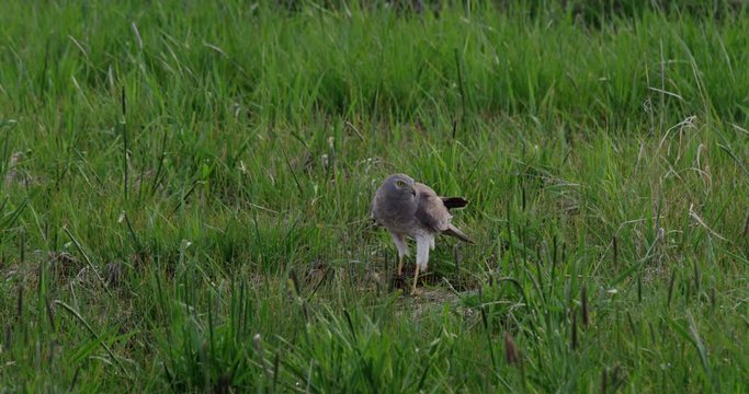 Northern goshawk tears at dead vole it caught in grass