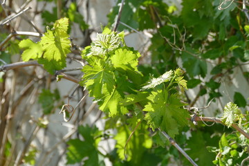 grape vine leaves,

