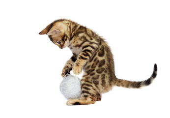 Bengal kitten looking at white background