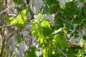 grape vine leaves,

