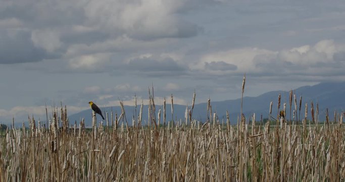 Medium Yellow headed black birds in mountain marsh with clouds