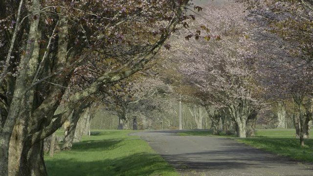 桜並木