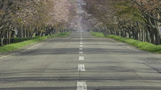桜並木