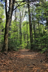 Spring forest, a tourist trail through a fir forest in the Świętokrzyskie Mountains