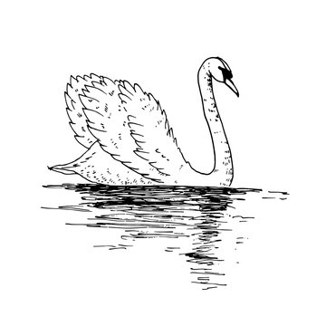 Vector swan illustration with reflection. Swimming elegant swan bird, beautiful wild nature sketch. Royal swan ink outline illustration, hand drawn animal.
