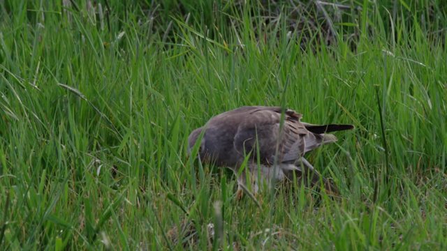 Full frame goshawk tears bloody meat from prey in grass