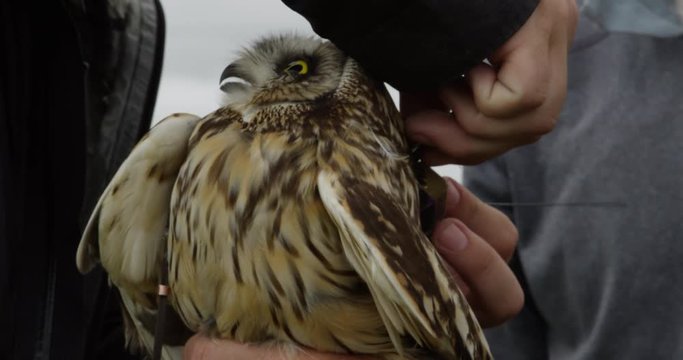 Biologist adjust backpack GPS harness on short eared owl