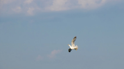 A gull change direction