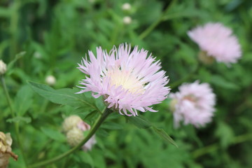 Beautiful violet flowers bloomed in the flowerbed