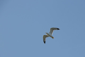Gull on the sky