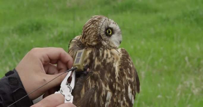 GPS harness placed by biologists on back of short eared owl