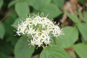 On the bush white flowers blossomed